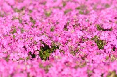 富士芝桜まつり