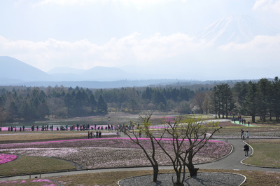 富士芝桜まつり