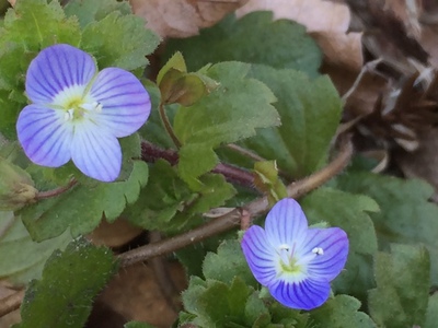 春の花