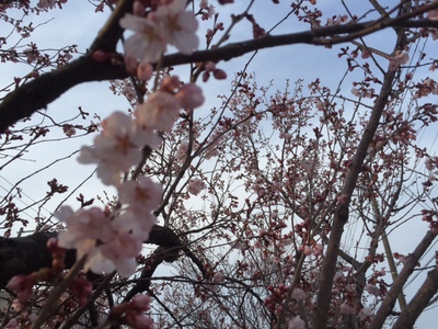 小彼岸桜