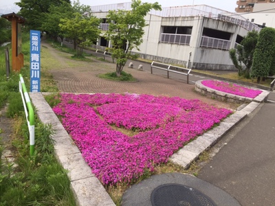 青田川の芝桜