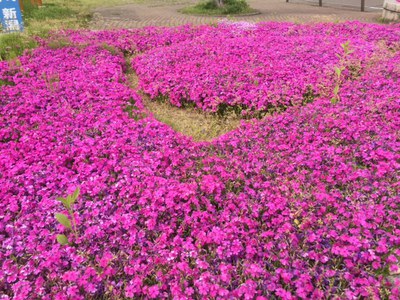 青田川の芝桜