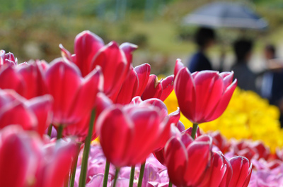 長岡丘陵公園