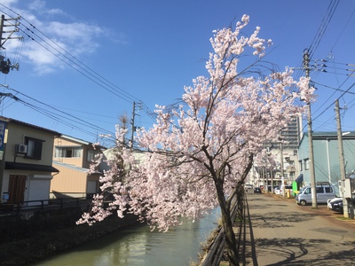 小彼岸桜