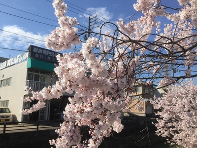 小彼岸桜