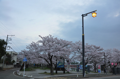 高田百万人観桜会