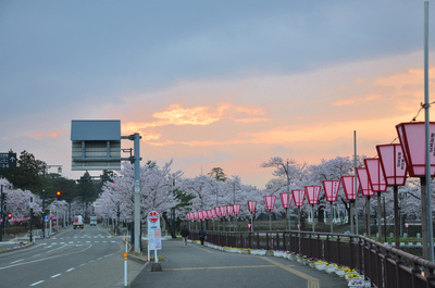 高田百万人観桜会