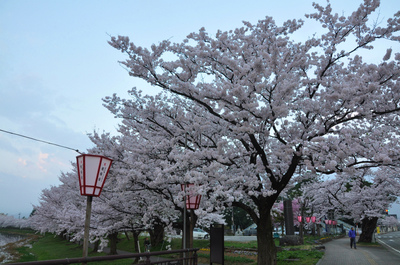 高田百万人観桜会