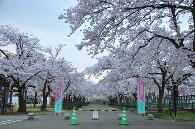 高田百万人観桜会