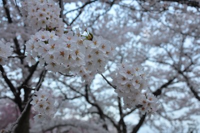 高田百万人観桜会