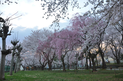 高田百万人観桜会