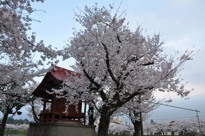 高田百万人観桜会