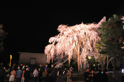 日本三大夜桜