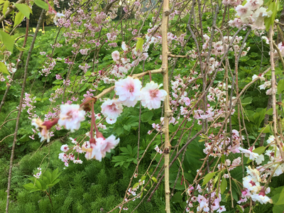 徳合のしだれ桜