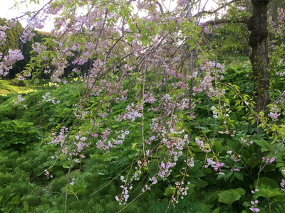 徳合のしだれ桜