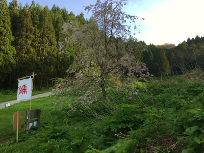 徳合のしだれ桜