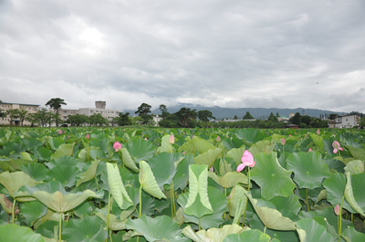 公園の蓮