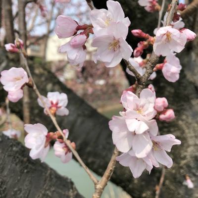 小彼岸桜