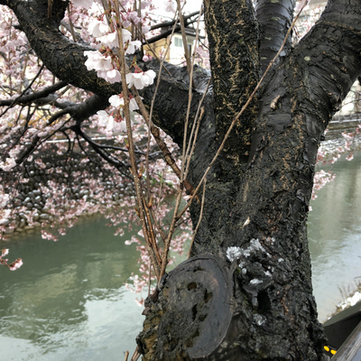 雪桜