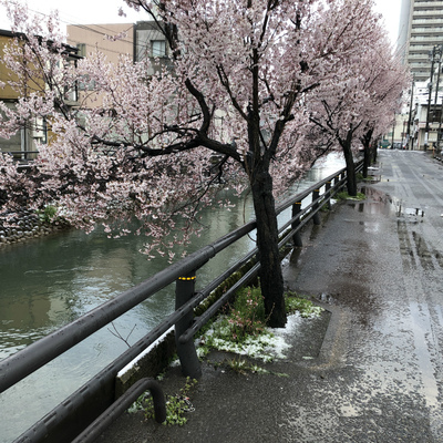 雪桜