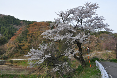 枝垂れ桜