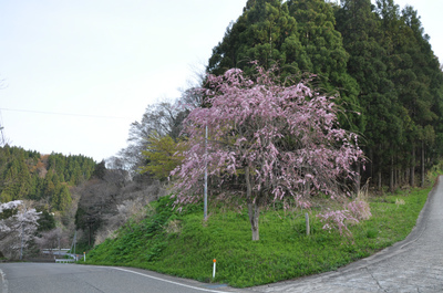 枝垂れ桜