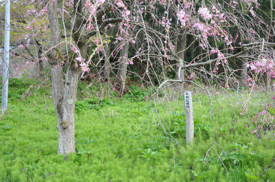 枝垂れ桜