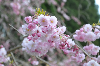 枝垂れ桜