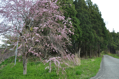 枝垂れ桜