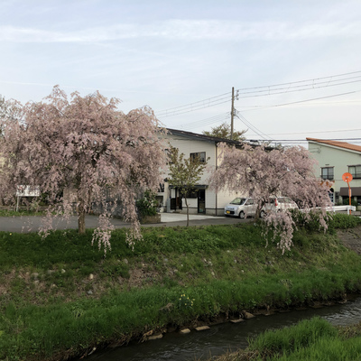 観桜会