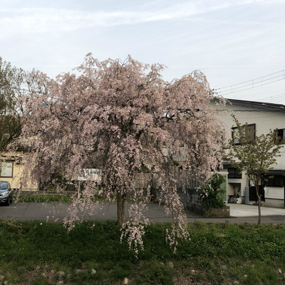 観桜会