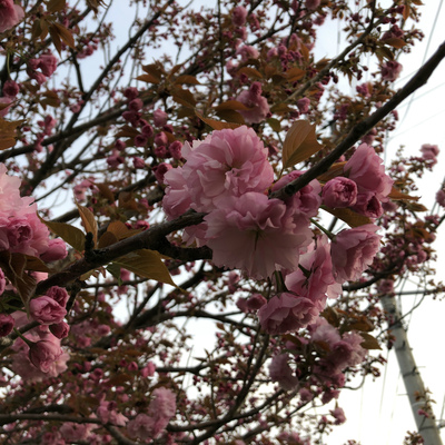 観桜会