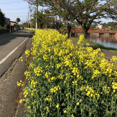 菜の花