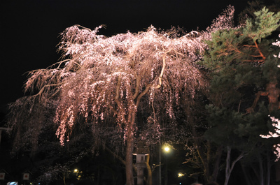 百万人観桜会