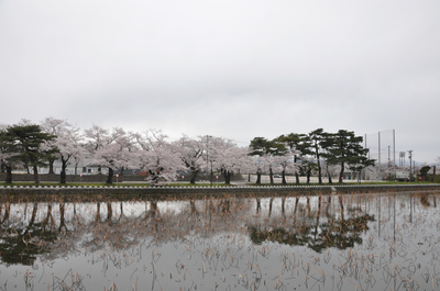 百万人観桜会