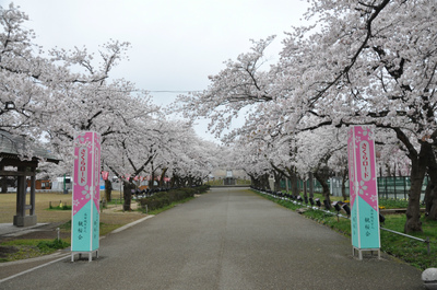 百万人観桜会