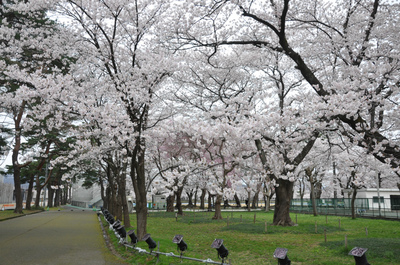 百万人観桜会