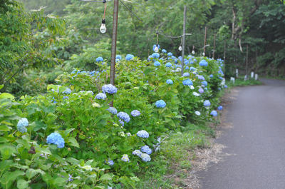 正善寺のあじさい