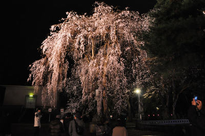 夜桜見物