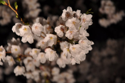 夜桜見物