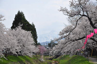 妙高と桜