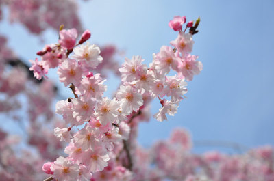 妙高と桜