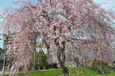 ”妙高と桜"