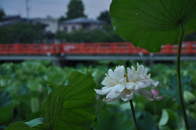 ２３日の高田公園のハス